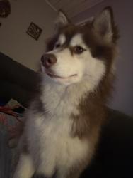 Found/Stray Female Dog last seen Hwy 50/ W Church St, Benson, NC 27504
