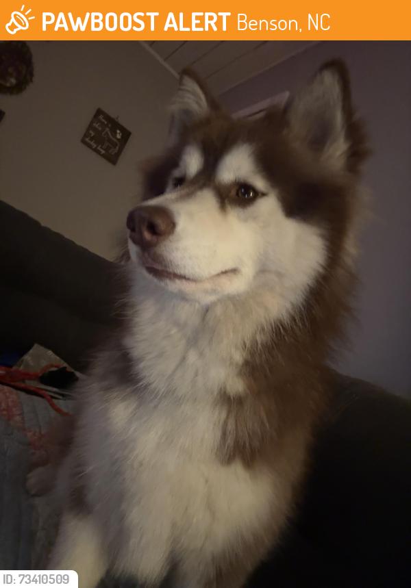 Found/Stray Female Dog last seen Hwy 50/ W Church St, Benson, NC 27504