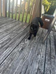 Found/Stray Male Cat last seen Compton and Pippin, Groesbeck, OH 45251