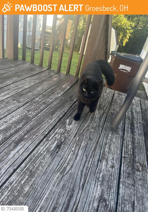 Found/Stray Male Cat last seen Compton and Pippin, Groesbeck, OH 45251