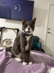 Lost Male Cat last seen Near nw 160th st, Miami, FL 33169