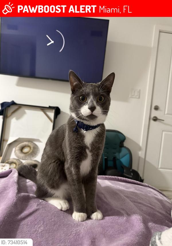 Lost Male Cat last seen Near nw 160th st, Miami, FL 33169