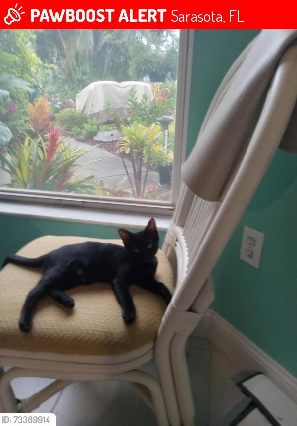 Lost Female Cat last seen Lockwood Ridge and Tellavast, Sarasota, FL 34243