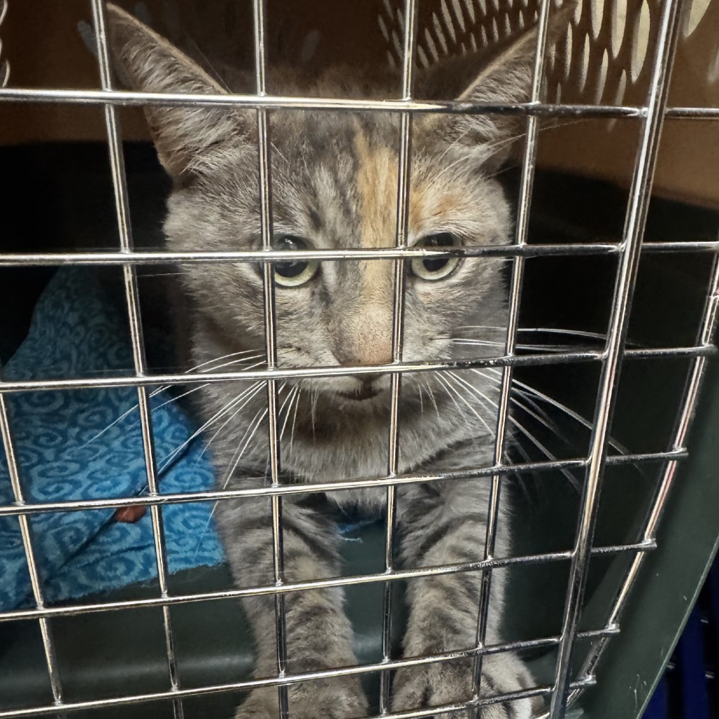 Shelter Stray Female Cat last seen , 5570 Sturmer Park Cir, Winston-Salem, NC 27105, USA