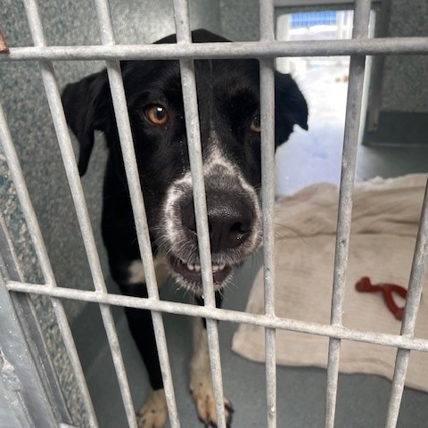 Shelter Stray Male Dog last seen , 12910 Yukon Ave, Hawthorne, CA 90250, USA