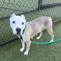Shelter Stray Female Dog last seen , Animal Care & Control Team of Philly, 111 W Hunting Park Ave, Philadelphia, PA 19140, USA