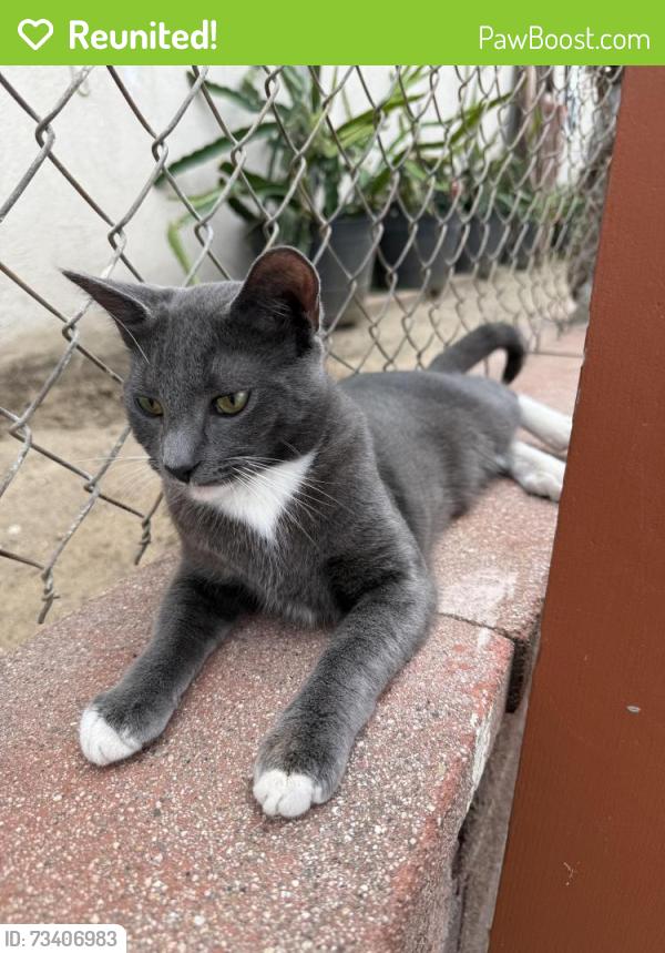 Reunited Male Cat last seen Arovista Ave, Brea, CA 92821