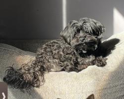 Lost Male Dog last seen Vankirk, Philadelphia, PA 19120