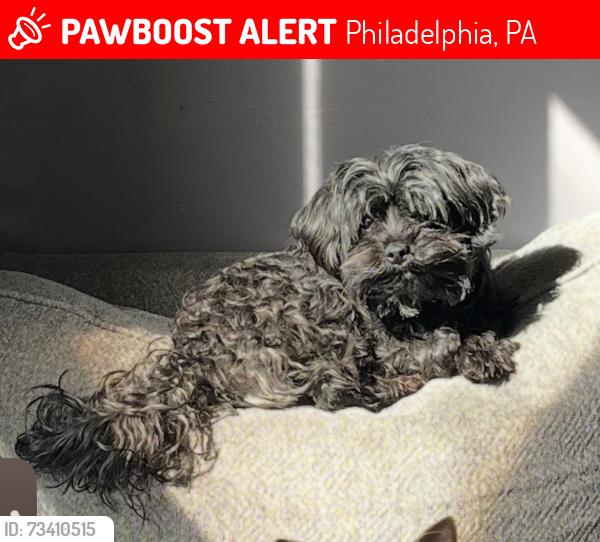 Lost Male Dog last seen Vankirk, Philadelphia, PA 19120