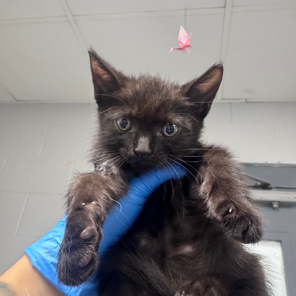 Shelter Stray Female Cat last seen , 328 Furman Hall Rd, Greenville, SC 29609, USA