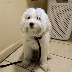 Shelter Stray Male Dog last seen , 361 S Raymond Ave, Pasadena, CA 91105, USA