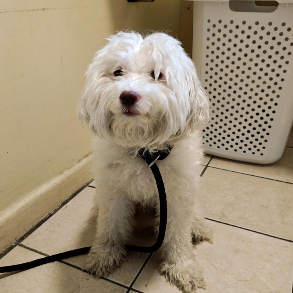 Shelter Stray Male Dog last seen , 361 S Raymond Ave, Pasadena, CA 91105, USA