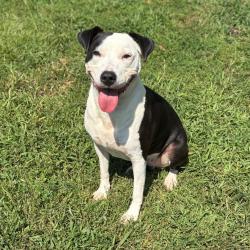 Shelter Stray Female Dog last seen , 328 Furman Hall Rd, Greenville, SC 29609, USA