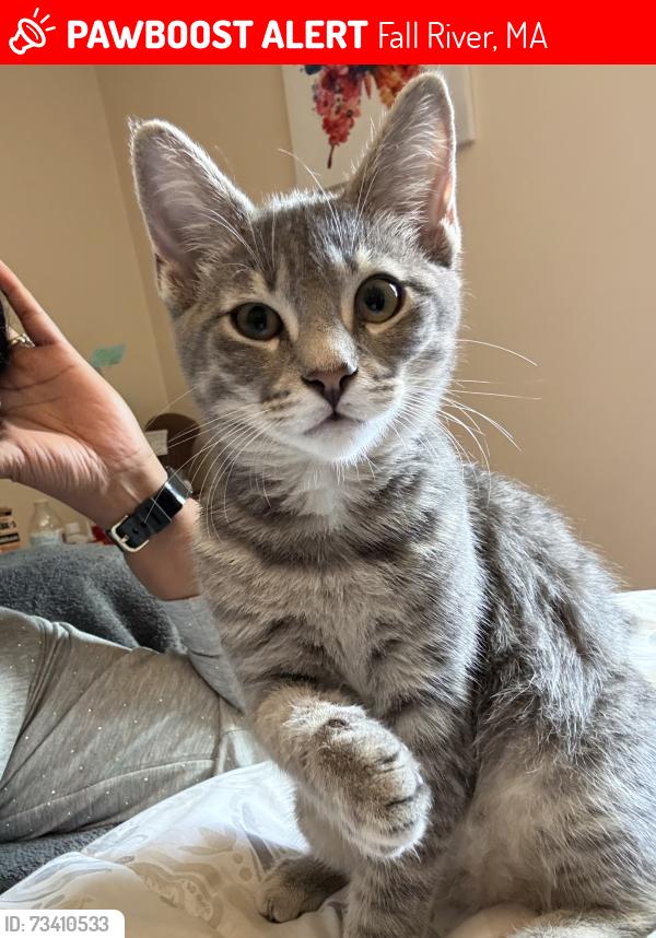 Lost Female Cat last seen St Ann hosp, Fall River, MA 02720