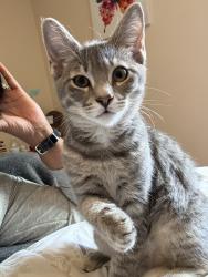 Lost Female Cat last seen St Ann hosp, Fall River, MA 02720