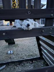 Lost Male Dog last seen Park vista, Watauga, TX 76137