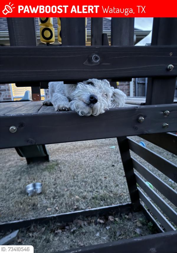 Lost Male Dog last seen Park vista, Watauga, TX 76137