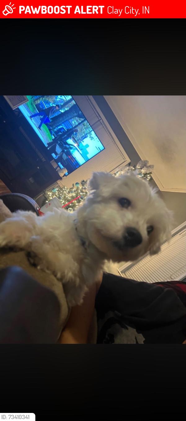 Lost Male Dog last seen Beech Church Rd, Clay City, IN 47841