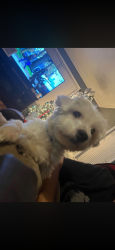 Lost Male Dog last seen Beech Church Rd, Clay City, IN 47841