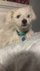 Reunited Male Dog last seen Near Van Nuys Blvd, Los Angeles, CA 91402