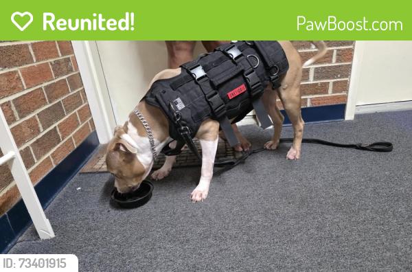 Reunited Female Dog last seen Streamline Drive, Montgomery County, MD 20879