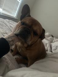 Reunited Female Dog last seen Lincoln Rd E, Vallejo, CA, USA, Vallejo, CA 94591