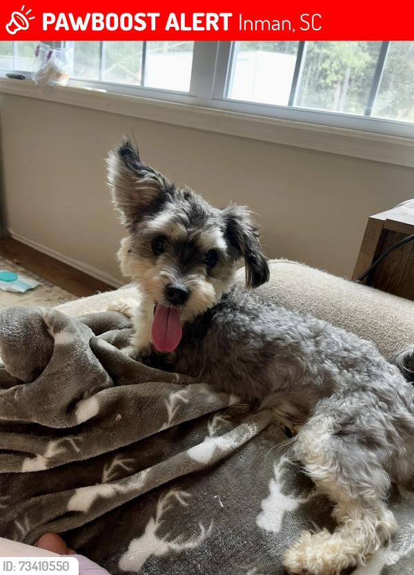 Lost Male Dog last seen Baswin dr Inman sc, Inman, SC 29349