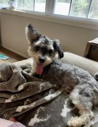 Lost Male Dog last seen Baswin dr Inman sc, Inman, SC 29349