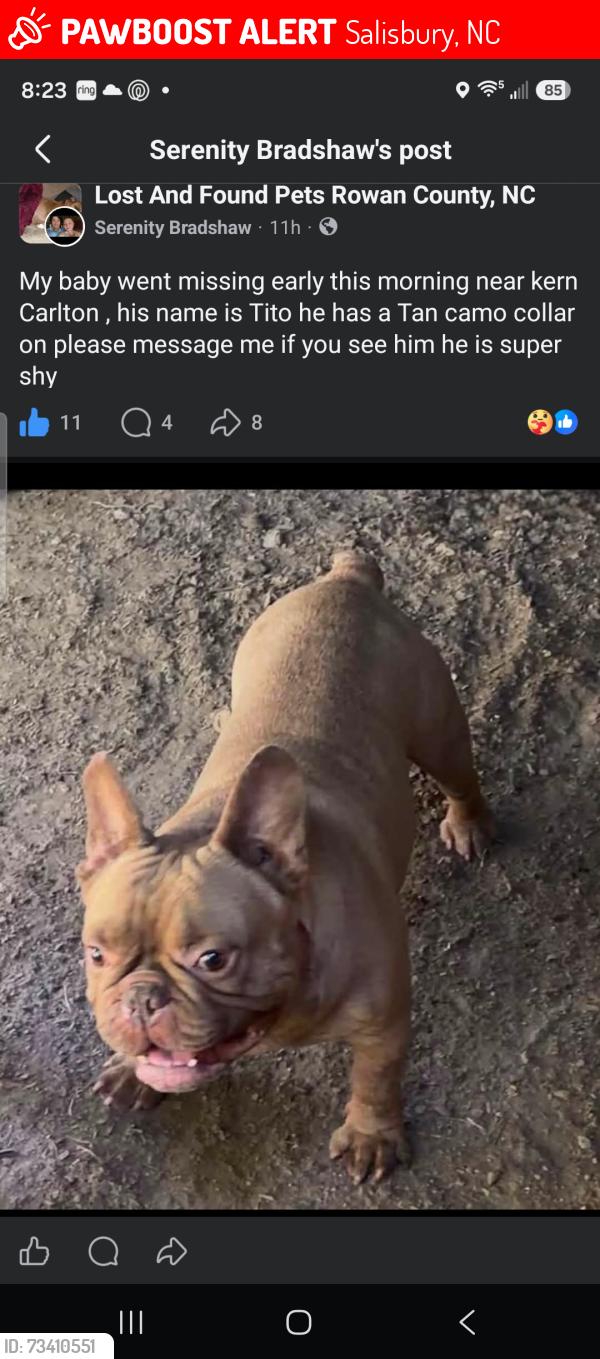 Lost Male Dog last seen Long Ferry fire Departement, Salisbury, NC 28146