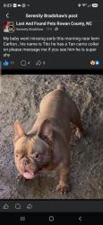 Lost Male Dog last seen Long Ferry fire Departement, Salisbury, NC 28146
