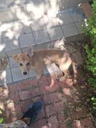 Lost Female Dog last seen Cameron Park, Waco, TX 76708