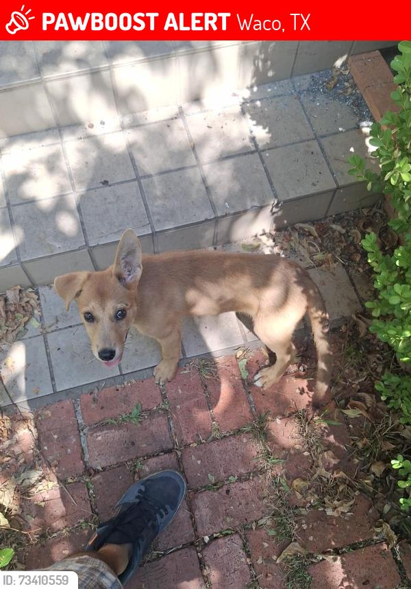 Lost Female Dog last seen Cameron Park, Waco, TX 76708