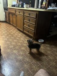 Found/Stray Male Dog last seen Southwest 85th Street OKC, Oklahoma City, OK 73139