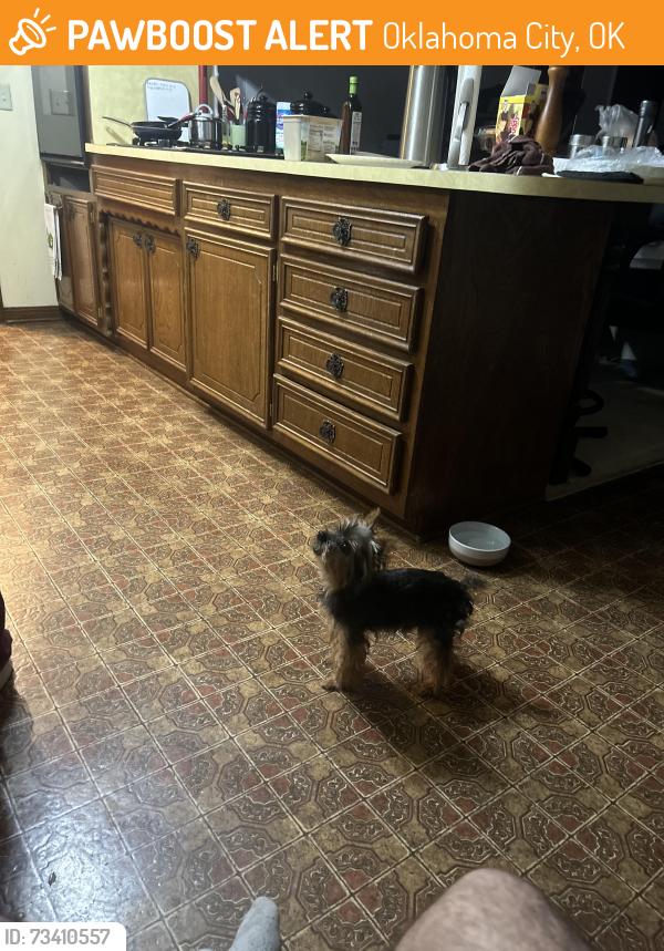 Found/Stray Male Dog last seen Southwest 85th Street OKC, Oklahoma City, OK 73139