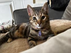 Reunited Female Cat last seen Geary and anza, San Francisco, CA 94118