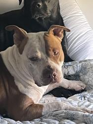 Found/Stray Male Dog last seen Birchwood subdivision, Longs, SC 29568