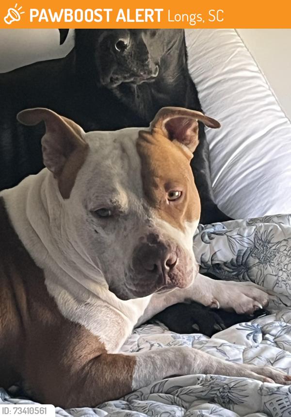 Found/Stray Male Dog last seen Birchwood subdivision, Longs, SC 29568