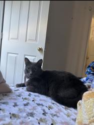 Lost Male Cat last seen Reidville rd, Moore, SC 29369