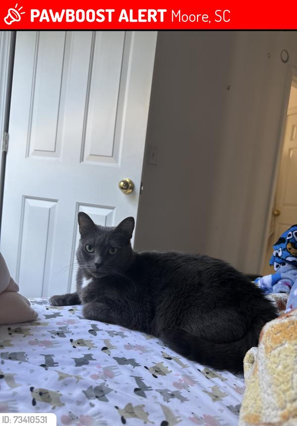 Lost Male Cat last seen Reidville rd, Moore, SC 29369