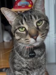 Lost Male Cat last seen Gaucher / Fiddler Green / Oakwood / St-Charles blvd, Montréal, QC H9H 4V6