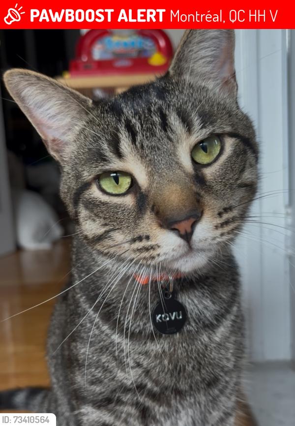 Lost Male Cat last seen Gaucher / Fiddler Green / Oakwood / St-Charles blvd, Montréal, QC H9H 4V6