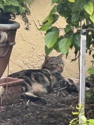 Found/Stray Unknown Cat last seen Ellison Wilson and universe, Juno Beach, FL 33408