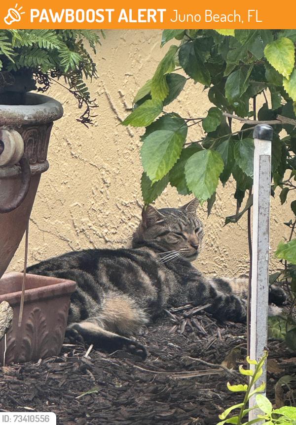 Found/Stray Unknown Cat last seen Ellison Wilson and universe, Juno Beach, FL 33408
