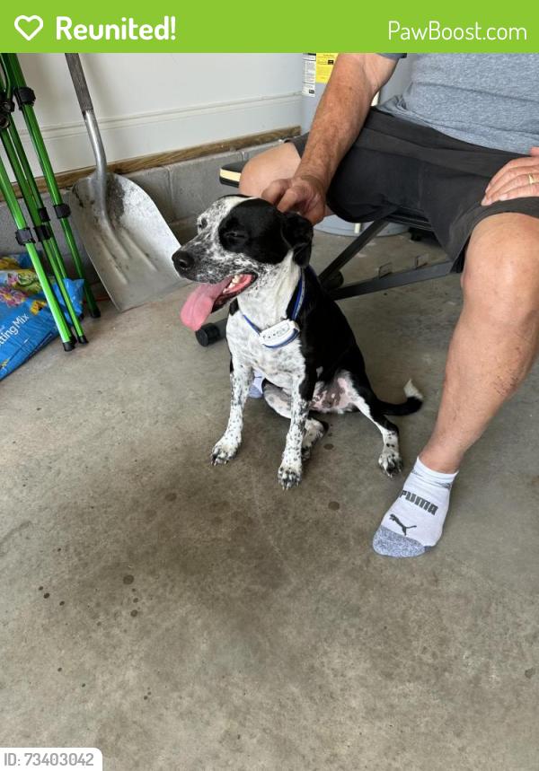 Reunited Female Dog last seen Brookmore, Cleveland, TN 37320
