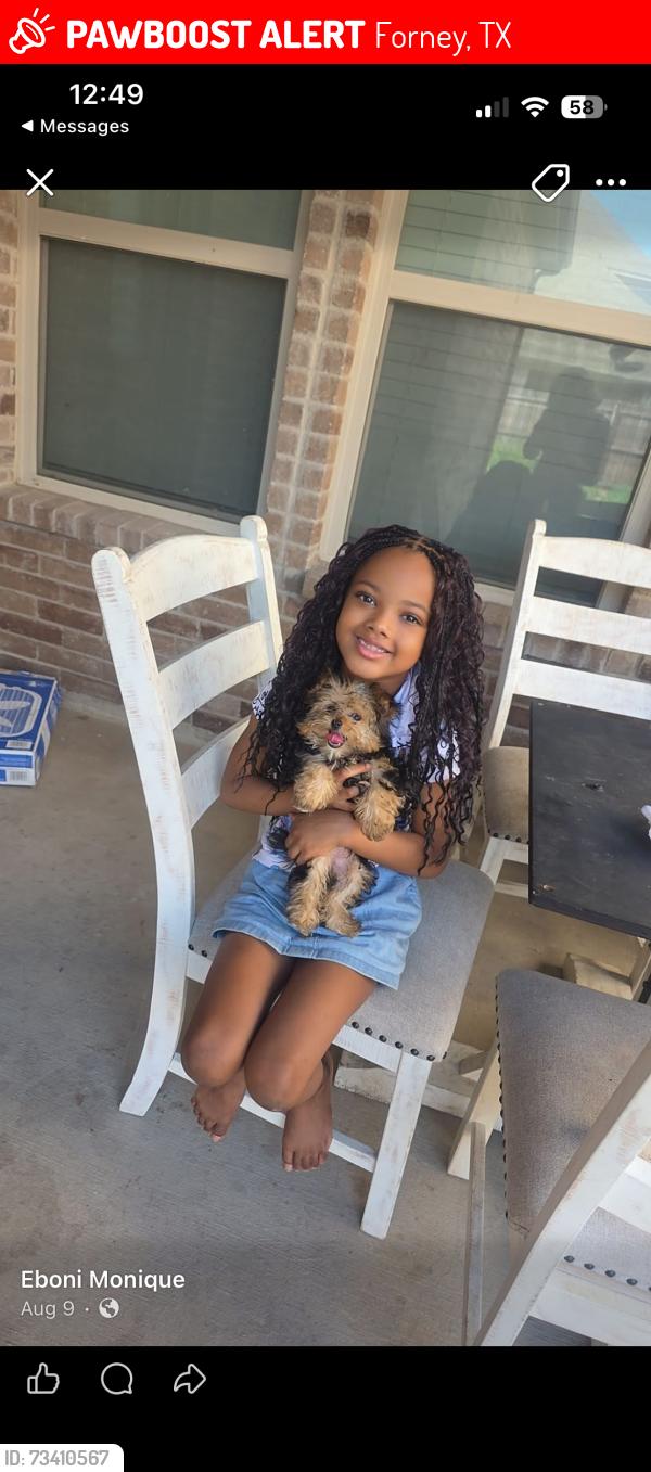Lost Female Dog last seen near Hollis elementary, Forney, TX 75126