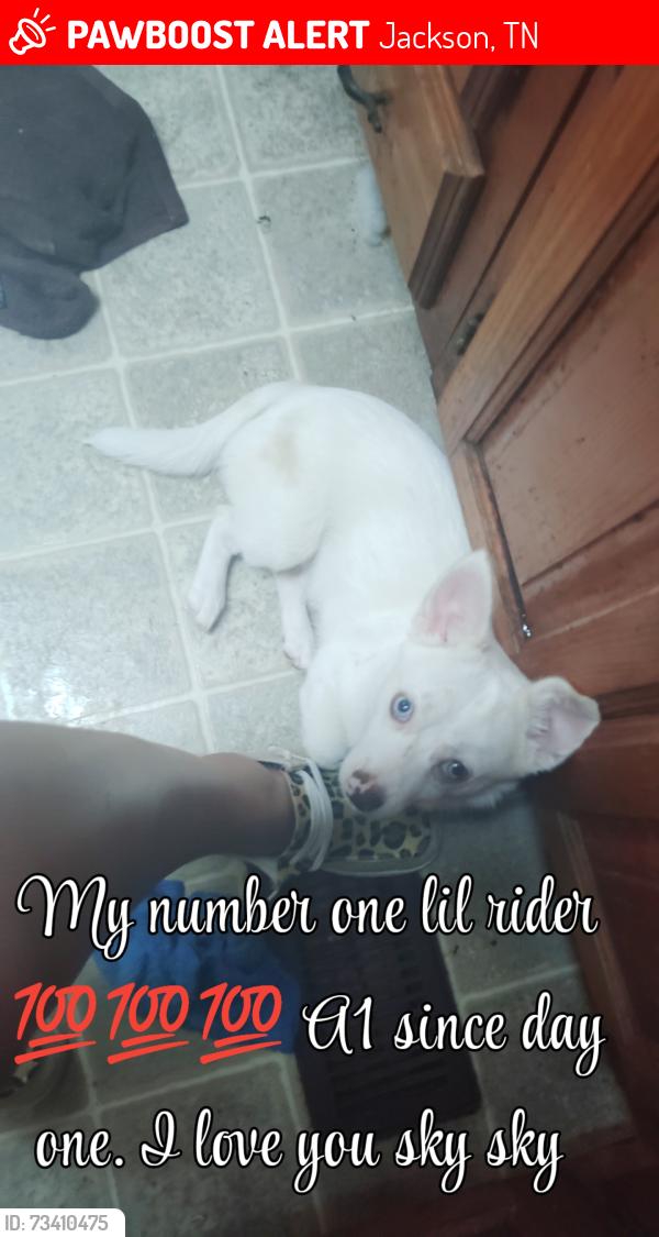 Lost Male Dog last seen Rolling Acres trailer park, Jackson, TN 38305