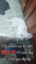 Lost Male Dog last seen Rolling Acres trailer park, Jackson, TN 38305