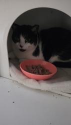 Lost Female Cat last seen By the park “Mayor Roscoe Warren Municipal Park”, Homestead, FL 33035