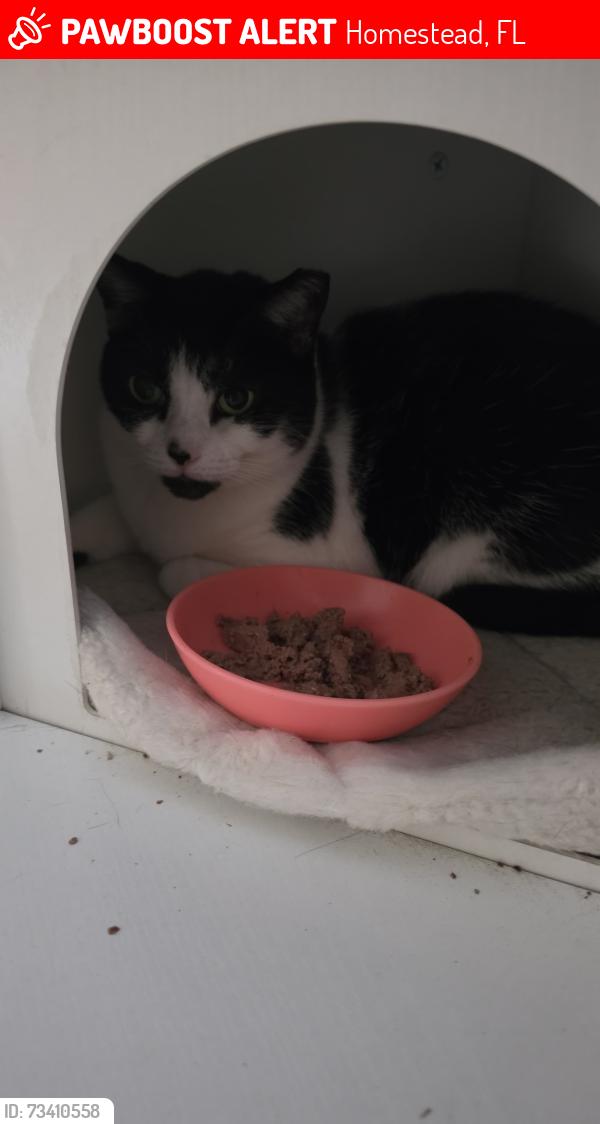 Lost Female Cat last seen By the park “Mayor Roscoe Warren Municipal Park”, Homestead, FL 33035