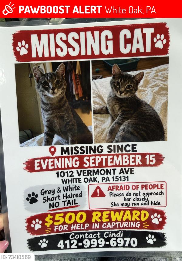 Lost Female Cat last seen Vermont and Capitol, White Oak, PA 15131